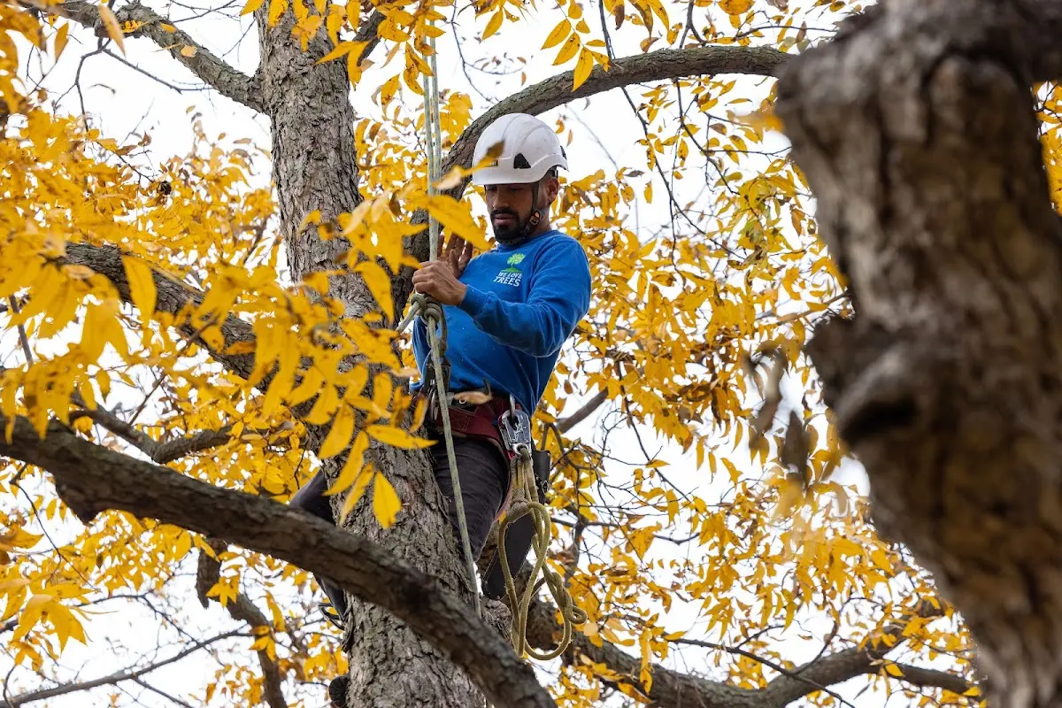 Skilled Storm Damage Cleanup crew working in Oakman